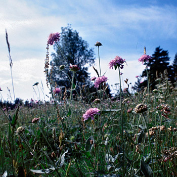 Région fleurie et verdoyante