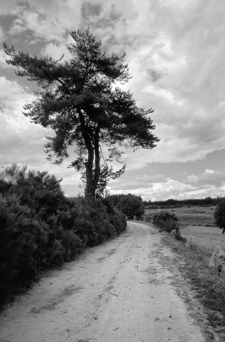 Paysage bucolique du Plateau de l'Aubrac